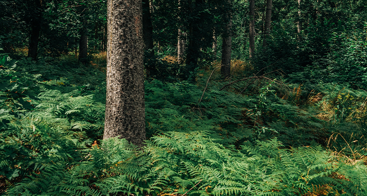 HANGZHOU RENMIN ECO-TECH CO., LTD.